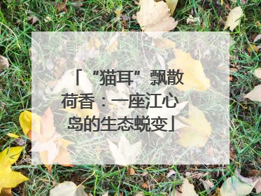 “猫耳”飘散荷香：一座江心岛的生态蜕变