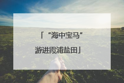 “海中宝马”游进霞浦盐田
