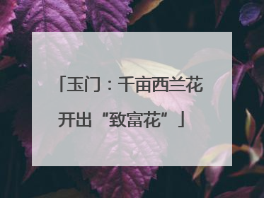 玉门：千亩西兰花开出“致富花”