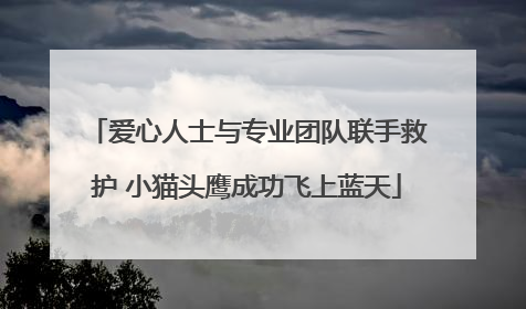 爱心人士与专业团队联手救护 小猫头鹰成功飞上蓝天
