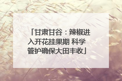 甘肃甘谷：辣椒进入开花挂果期 科学管护确保大田丰收