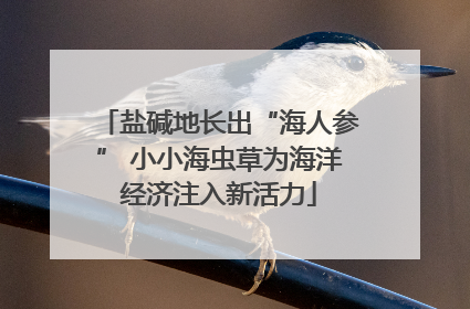 盐碱地长出“海人参” 小小海虫草为海洋经济注入新活力