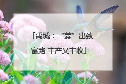 禹城：“蒜”出致富路 丰产又丰收