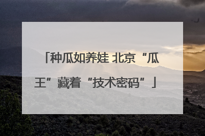 种瓜如养娃 北京“瓜王”藏着“技术密码”