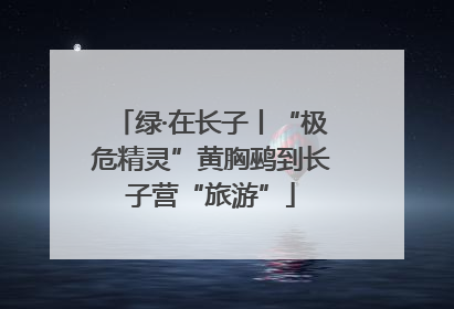 绿·在长子丨“极危精灵”黄胸鹀到长子营“旅游”