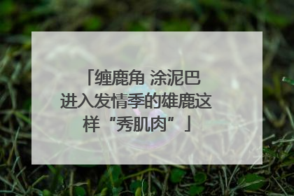 缠鹿角 涂泥巴 进入发情季的雄鹿这样“秀肌肉”