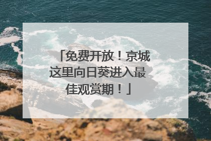 免费开放！京城这里向日葵进入最佳观赏期！