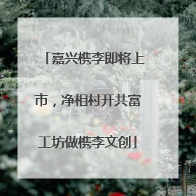 嘉兴槜李即将上市，净相村开共富工坊做槜李文创