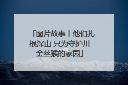 图片故事丨他们扎根深山 只为守护川金丝猴的家园
