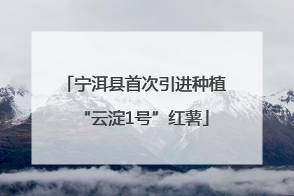 宁洱县首次引进种植“云淀1号”红薯