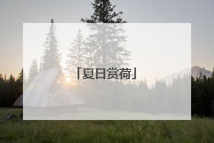 夏日赏荷