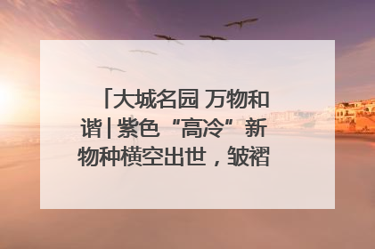 大城名园 万物和谐│紫色“高冷”新物种横空出世，皱褶叶片暗藏进化密码