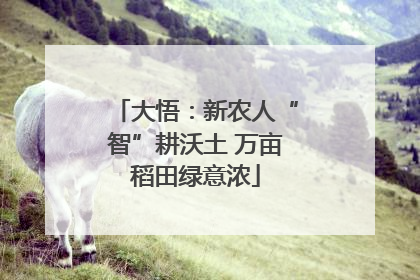 大悟：新农人“智”耕沃土 万亩稻田绿意浓