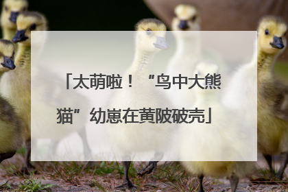 太萌啦！“鸟中大熊猫”幼崽在黄陂破壳
