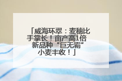 威海环翠：麦穗比手掌长！亩产高1倍 新品种“巨无霸”小麦丰收！