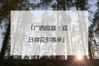 广西容县：夏日荷花引客来
