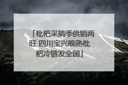 枇杷采摘季供销两旺 四川宝兴晚熟枇杷冷链发全国