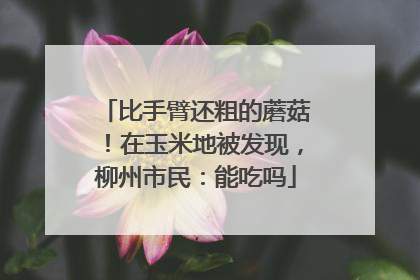 比手臂还粗的蘑菇！在玉米地被发现，柳州市民：能吃吗