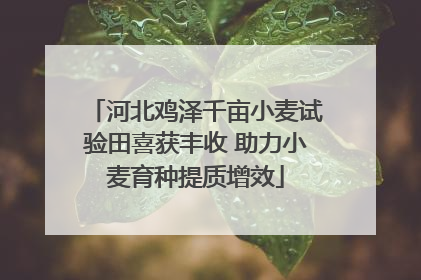 河北鸡泽千亩小麦试验田喜获丰收 助力小麦育种提质增效