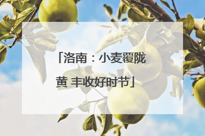 洛南：小麦覆陇黄 丰收好时节