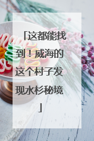 这都能找到！威海的这个村子发现水杉秘境