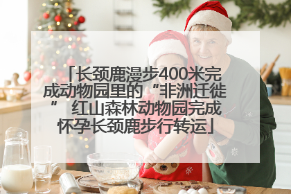 长颈鹿漫步400米完成动物园里的“非洲迁徙” 红山森林动物园完成怀孕长颈鹿步行转运
