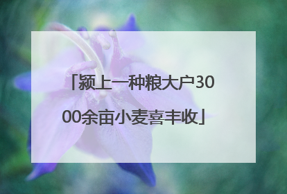 颍上一种粮大户3000余亩小麦喜丰收