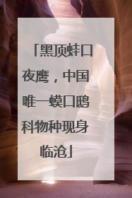 黑顶蛙口夜鹰，中国唯一蟆口鸱科物种现身临沧