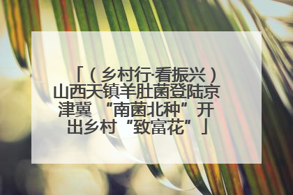 （乡村行·看振兴）山西天镇羊肚菌登陆京津冀 “南菌北种”开出乡村“致富花”